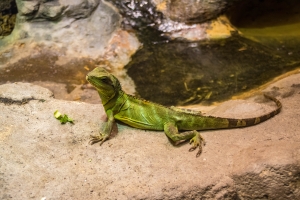 Dragon d'eau vert